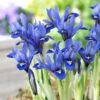 Harmony Specie Iris (Mini Iris) 2 Harmony Specie Iris (Mini Iris) -Sosoli Plant Shop harmony mini iris specie iris 1