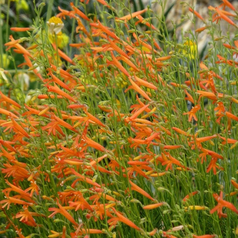 Luminous Pineleaf Penstemon 4 Luminous Pineleaf Penstemon - Image 2