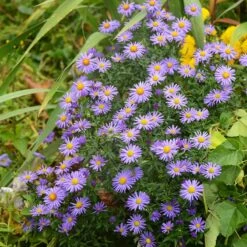 Native Dry Area Wildflower Seed Mix -Sosoli Plant Shop hcg dry area mix aster