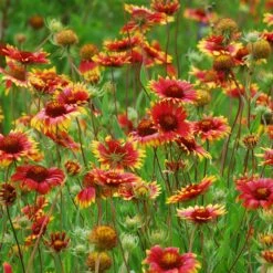 Native Dry Area Wildflower Seed Mix -Sosoli Plant Shop hcg dry area mix blanketflower