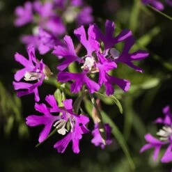 Native Dry Area Wildflower Seed Mix -Sosoli Plant Shop hcg dry area mix deer horn clarkia