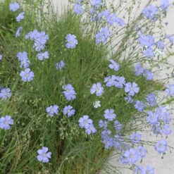Native Dry Area Wildflower Seed Mix -Sosoli Plant Shop hcg dry area mix flax