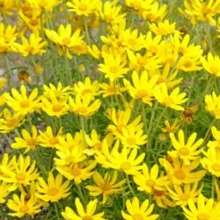 Native Dry Area Wildflower Seed Mix -Sosoli Plant Shop hcg dry area mix oregon sunshine
