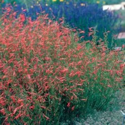 Pineleaf Penstemon -Sosoli Plant Shop hcg penstemon pinifolius pineleaf beardtongue 75760