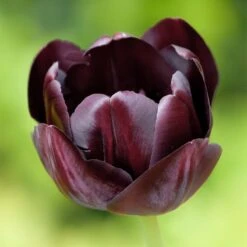 Queen Of The Night Single Late Tulip -Sosoli Plant Shop hcg single late tulip queen of the night