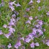 Profuse Pink False Pennyroyal (Hedeoma) -Sosoli Plant Shop hedeoma hyssopifolia profuse pink close