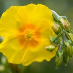 Ben Fhada Rock Rose (Helianthemum) 7 Ben Fhada Rock Rose (Helianthemum) -Sosoli Plant Shop helianthemum ben fhada blooms buds