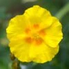 Ben Fhada Rock Rose (Helianthemum) 1 Ben Fhada Rock Rose (Helianthemum) -Sosoli Plant Shop helianthemum ben fhada yellow