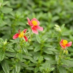 Ben Ledi Rock Rose (Helianthemum) -Sosoli Plant Shop helianthemum ben ledi cropped 1