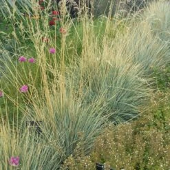 Blue Oat Grass -Sosoli Plant Shop helictotrichon sempervirens 1 cropped 1