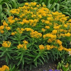 Hello Yellow Butterfly Weed 9 Hello Yellow Butterfly Weed -Sosoli Plant Shop hello yellow butterfly weed