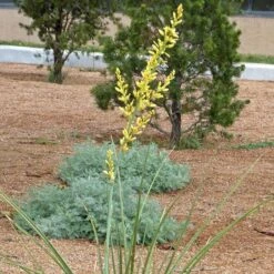 Yellow Flowering Texas Yucca (Hesperaloe) -Sosoli Plant Shop hesperaloe parviflora yellow flower