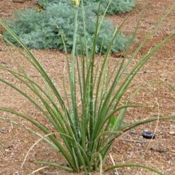 Yellow Flowering Texas Yucca (Hesperaloe) -Sosoli Plant Shop hesperaloe parviflora yellow plant