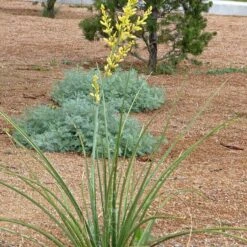 Yellow Flowering Texas Yucca (Hesperaloe) -Sosoli Plant Shop hesperaloe parviflora yellow plant and flower