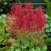 Firefly Coral Bells -Sosoli Plant Shop heuchera firefly coral bells 1