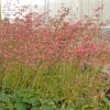 Weston Pink Coral Bells -Sosoli Plant Shop heuchera weston pink coral bells garden