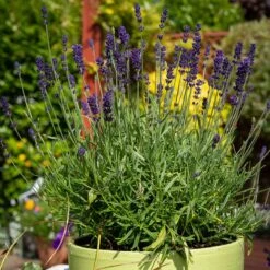Hidcote Superior English Lavender -Sosoli Plant Shop hidcote superior english lavender pot
