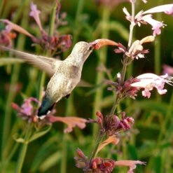 Agastache Rupestris -Sosoli Plant Shop hummingbird agastache rupestris robert latham ca 2 1 4