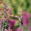 Agastache Rupestris -Sosoli Plant Shop hummingbird agastache rupestris pam koch 3