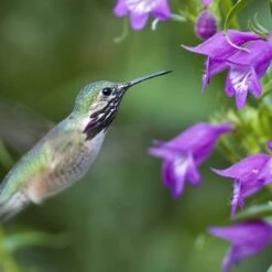 Pike's Peak Purple® Penstemon -Sosoli Plant Shop hummingbird penstemon pikes peak 75797p