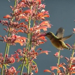 Agastache Rupestris -Sosoli Plant Shop hummingbirdandagastache rupestris