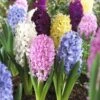 Easter Joy Hyacinth Mix -Sosoli Plant Shop hyacinth easter joy mix garden flowers