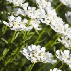 Purity Dwarf Candytuft (Iberis) -Sosoli Plant Shop iberis sempervirens purity dwarf candytuft 59555 1 1