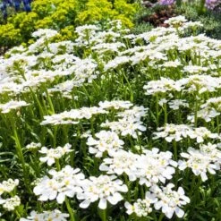 Purity Dwarf Candytuft (Iberis) -Sosoli Plant Shop iberis sempervirens purity dwarf candytuft 59555 2.jpg 1