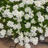 Purity Dwarf Candytuft (Iberis) 2 Purity Dwarf Candytuft (Iberis) -Sosoli Plant Shop iberis sempervirens purity dwarf candytuft 59555 3 2