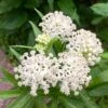 Ice Ballet Swamp Milkweed -Sosoli Plant Shop ice ballet 1