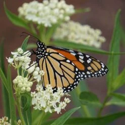 Ice Ballet Swamp Milkweed -Sosoli Plant Shop ice ballet 2