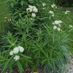 Ice Ballet Swamp Milkweed -Sosoli Plant Shop ice ballet 4
