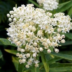 Ice Ballet Swamp Milkweed -Sosoli Plant Shop ice ballet milkweed asclepias in