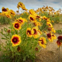 Dry Area Wildflower Seed Mix -Sosoli Plant Shop indian blanket flower
