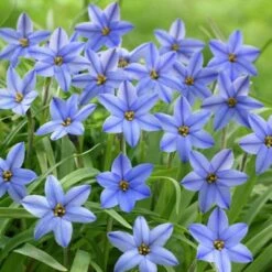 Jessie Spring Starflower -Sosoli Plant Shop ipheionjessie