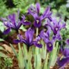 George Specie Iris (Mini Iris) -Sosoli Plant Shop iris histroides george 1