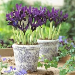 George Specie Iris (Mini Iris) -Sosoli Plant Shop iris histroides george in containers