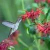 Jacob Cline Bee Balm -Sosoli Plant Shop jacob kline monardaand annas hummingbird pam koch az 3