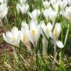 Joan Of Arc Dutch Crocus -Sosoli Plant Shop joan of arc crocus white 1103171546 cropped