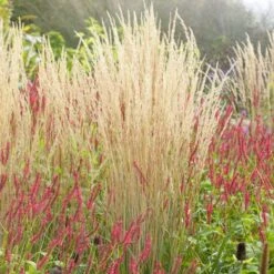 Karl Foerster Feather Reed Grass -Sosoli Plant Shop karl feorster feather reed grass 3