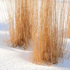 Karl Foerster Feather Reed Grass -Sosoli Plant Shop karl foerster feather reed grass winter