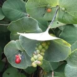 Kintzley's Ghost® Honeysuckle Vine -Sosoli Plant Shop kintzkeys ghost honeysucke 2