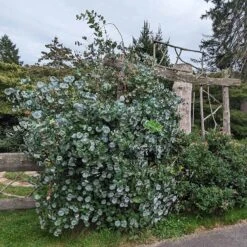 Kintzley's Ghost® Honeysuckle Vine -Sosoli Plant Shop kintzkeys ghost honeysucke 3