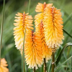 Dwarf Red Hot Poker -Sosoli Plant Shop kniphofia triangularis dwarf red hot poker