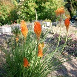 Dwarf Red Hot Poker -Sosoli Plant Shop kniphofia trangularis mike daavy
