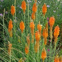 Sosoli Plant Shop 3 Sosoli Plant Shop -Sosoli Plant Shop kniphofia triangularis