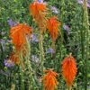 Dwarf Red Hot Poker 1 Dwarf Red Hot Poker -Sosoli Plant Shop kniphofia triangularis biennial aster