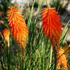Dwarf Red Hot Poker -Sosoli Plant Shop kniphofia triangularis mike davvy
