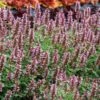 Kudos™ Silver Blue Agastache -Sosoli Plant Shop kudos silver blue agastache 1
