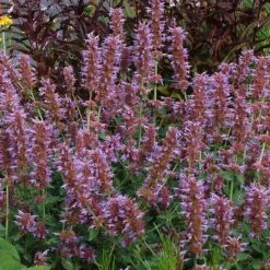 Kudos™ Silver Blue Agastache 7 Kudos™ Silver Blue Agastache -Sosoli Plant Shop kudos silver blue agastache 3
